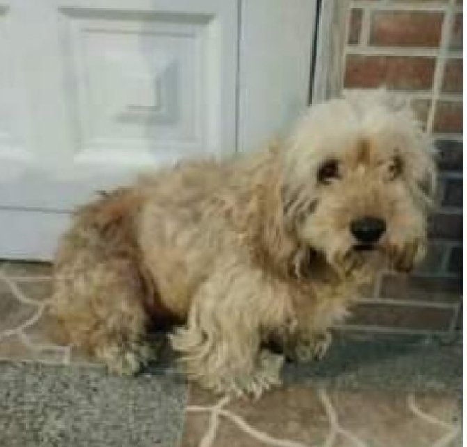 _senrik's tweet photo. Reportan: Perro encontrado en el barrio la Alquería Btá, si su familia lo busca se encuentra en en la Cr 52b 40a 28sur.
@AnimaPerdidoBog @RC_Mascotas_Col 
@Alcaldiakennedy @Localidad16 
@AnimalesBOG @BogotAnimal 
@RESCATESYADOPCI @PetAngelsCol 
@Ambientebogota @Raquelnarvaezb https://t.co/yp8Ck83Af8