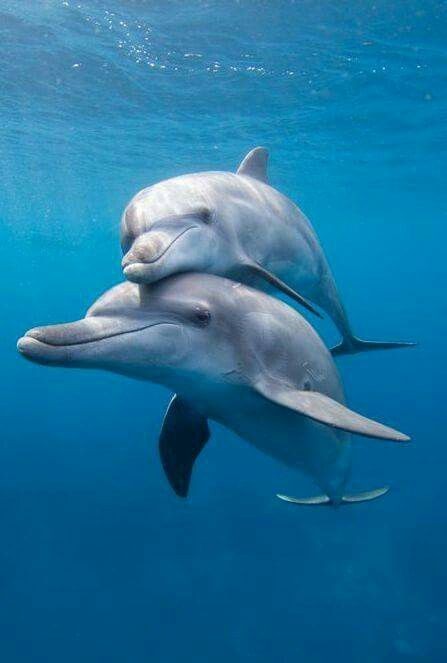 janischshane's tweet photo. @Dolphin_Project I am so relieved yes, yes, stay deep my friends and whales a special thanks to Kunito, Ren, minto, π¬ππ¬ππ¬π³π¬π
#EmptyTheTanks
#BeFreeMyFriends
#KeepThemWild
#BlueCove24 /7
To all the actervist that do great workπππ
#Dolphin_Project
#LifeInvestigationAngency https://t.co/pQ9F8n7TZM