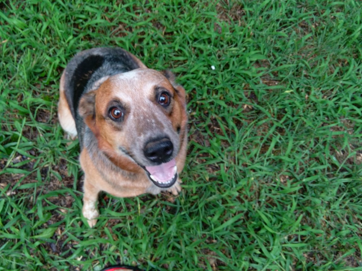 Bbtex3's tweet photo. My beautiful baby girl,Cassie, just passed over the Rainbow Bridge, it was sudden &amp; unexpected,  I don't know what happened,  but I am heartbroken!  2020 sucks! https://t.co/toaHFeiDEU