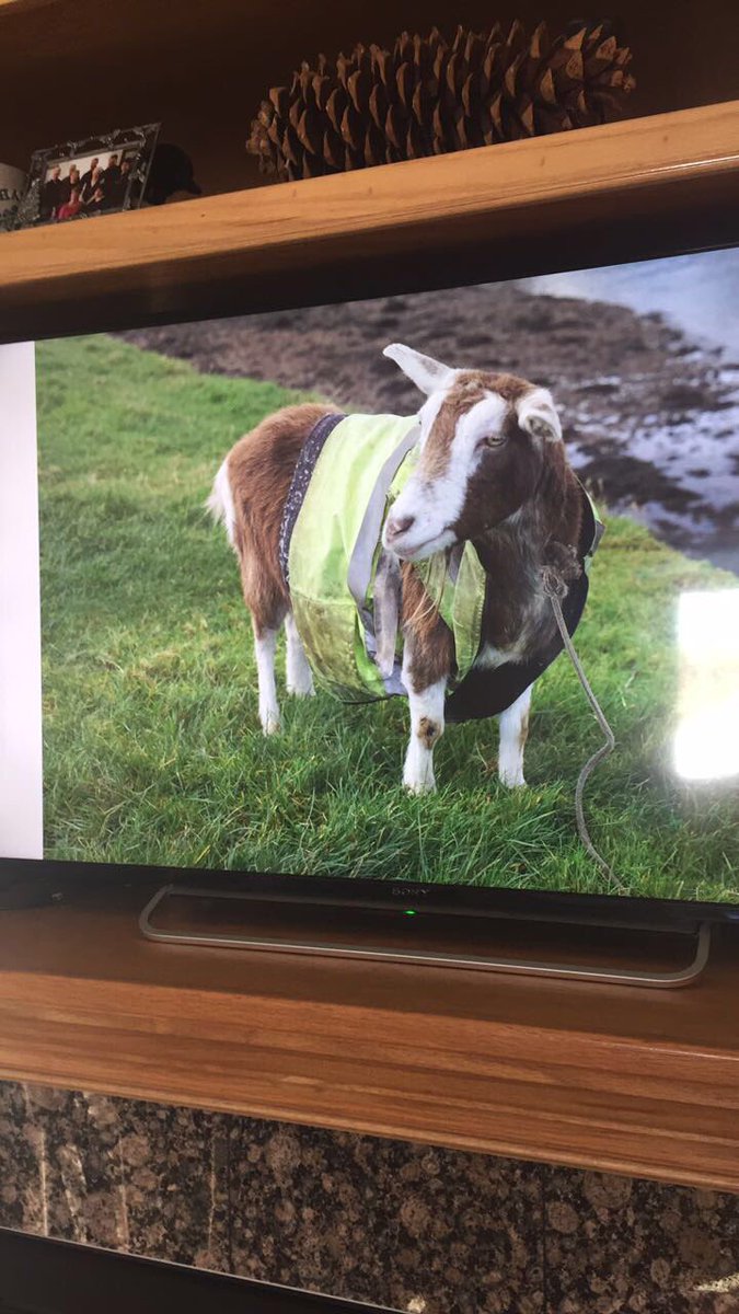 HannahMatt8's tweet photo. @KatieMDean1 I don’t even remember why, but here’s a goat in a neon vest! Good luck with the end of your semester. https://t.co/xs90OZwe9U
