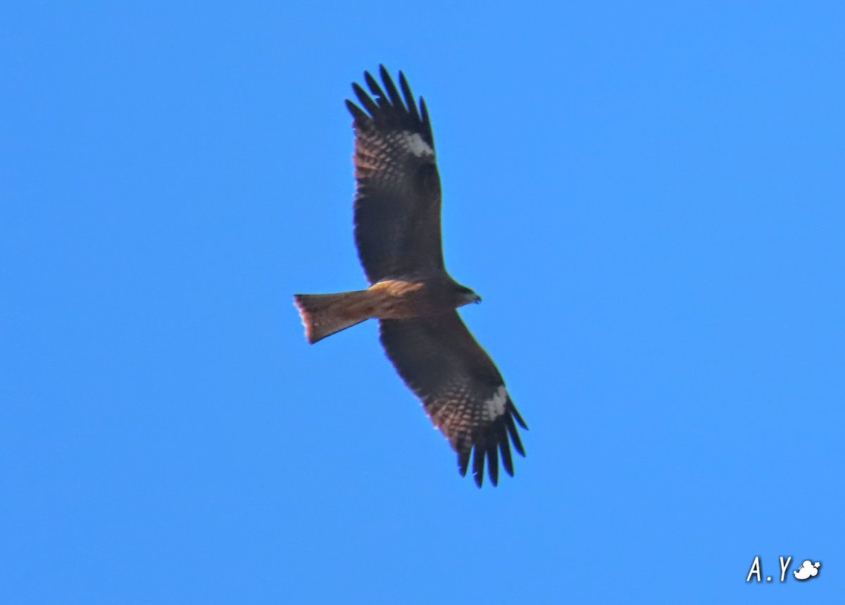 yumeasutw's tweet photo. #青空 を #トンビ さんが翼を広げ、
悠々と上空を旋回していると、
突然、カラスさんがアタックしてきました👀‼️
突然の出来に、口を開けギョッとした顔でビックリするトンビさん🦅💦
#トビ #鳶 Black Kite
#カラス #Crow
#野鳥 #bird
#モビング
#a2020 #a1130 #a202011 https://t.co/s5Mp3QnvNZ