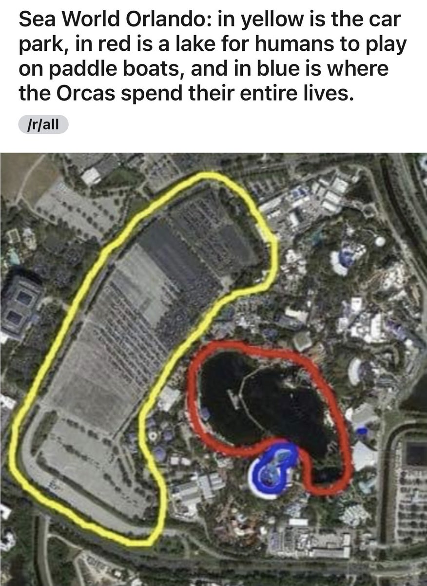 dommdeangelis's tweet image. It’s 2020 and we still saying fuck sea world