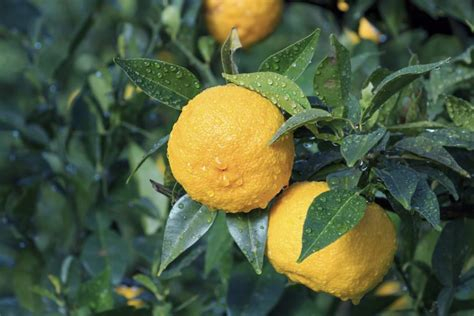 Juno Bamboo Water blends the aromatic taste of bamboo leaf with zesty notes of yuzu. 

Yuzu is a citrus fruit that contains natural antioxidants, is rich in Vitamins A &amp; C, and is low in calories. A healthy ingredient pairing perfectly with bamboo leaf extract! 

Try Juno now - o