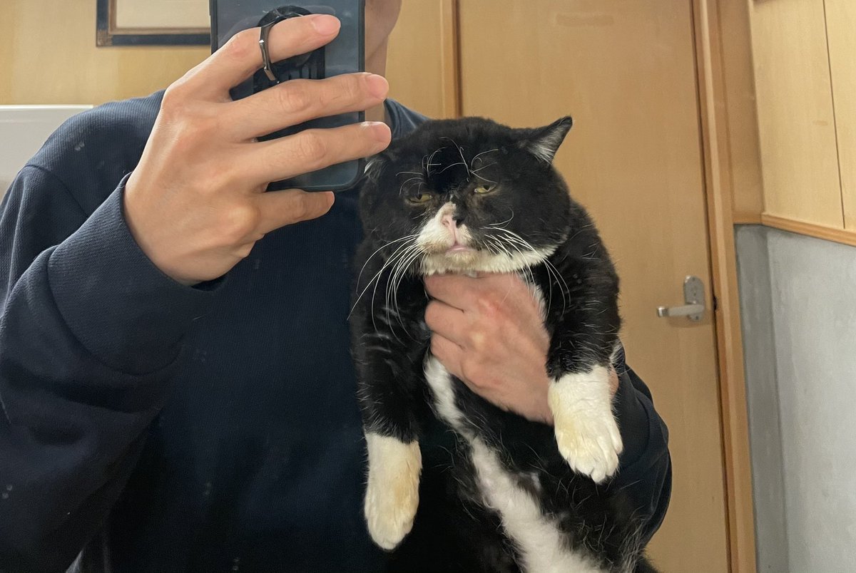 愛猫との思い出に素敵な写真を と思ったら 無 になってしまった 最高にぶさかわでたまらんです Togetter 愛猫との思い出に素敵な写真を と思ったら 無 になってしまった 最高にぶさかわでたまらんです Togetter
