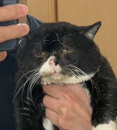 愛猫との思い出に素敵な写真を と思ったら 無 になってしまった 最高にぶさかわでたまらんです Togetter 愛猫との思い出に素敵な写真を と思ったら 無 になってしまった 最高にぶさかわでたまらんです Togetter