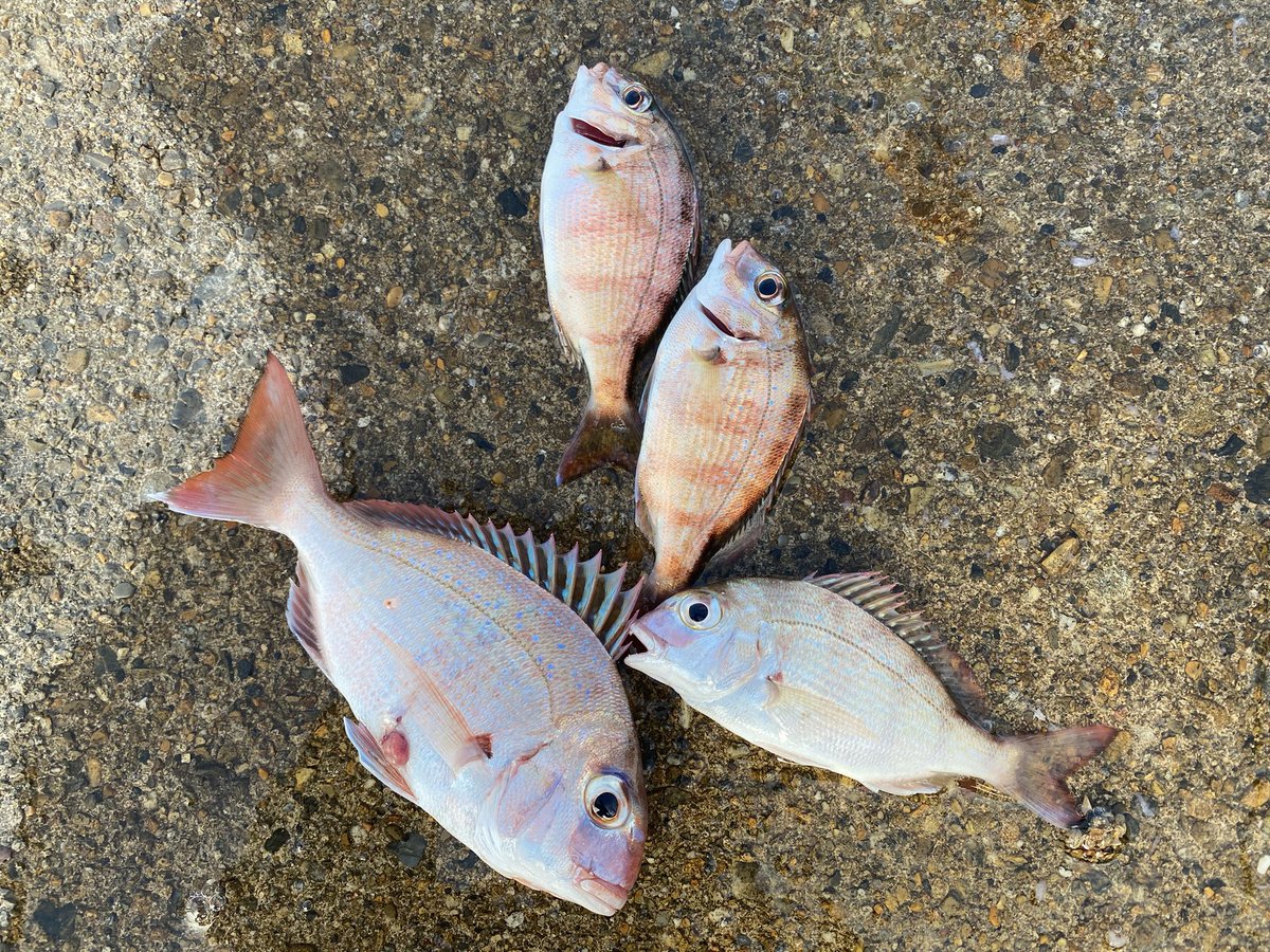 ᴊɪɴɢᴀ 今日は食べれる魚釣ってきた 鯛は俺が釣ったのじゃないけどz カサゴは ジャッカル の海のやつ ᴊɪɴɢᴀ 今日は食べれる魚釣ってきた 鯛は俺が釣ったのじゃないけどz カサゴは ジャッカル の海のやつ