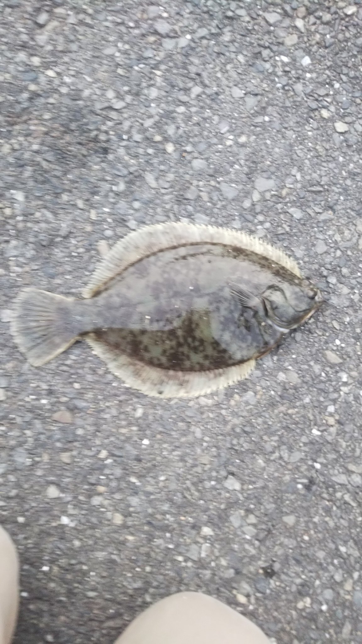 D Suk 去年真冬に根岸港でつり上げた1枚 ジグヘッドに青虫付けてほっぽいたら釣れたやつ 場所が場所だけに鰈だと思ってたけど友達から ヒラメじゃね っと 誰か教えて下さい ハッシュタグめちゃくちゃですみません 魚速報 魚詳しい人 釣り