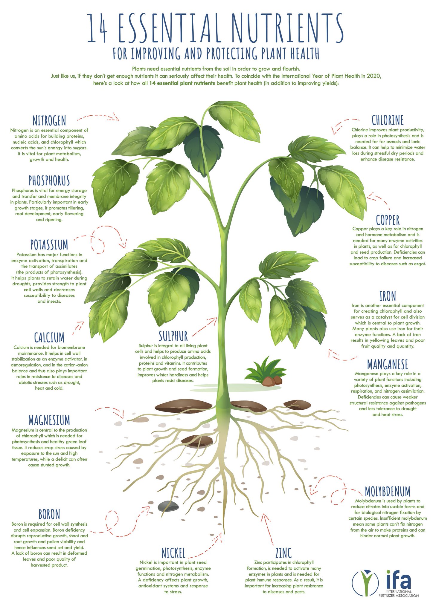 International Fertilizer Association على X: &ldquo;🌱 Copper is one of 