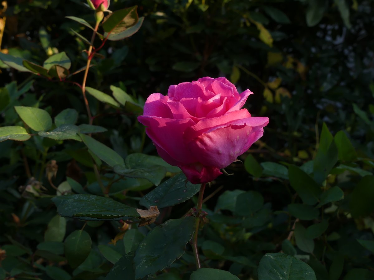 An astonishing rose in my garden, end of November: Zéphérine Drouhin. <a href="/TheMontyDon/">Monty Don</a> <a href="/GWmag/">BBC Gardeners' World Mag</a>