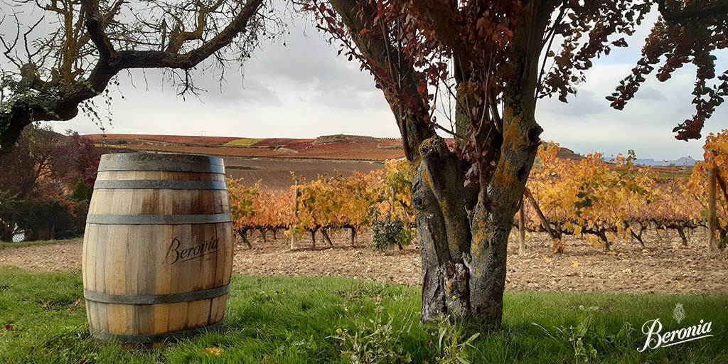 BodegasBeronia's tweet photo. La belleza del otoño invade nuestros #viñedos. ¡Todo un espectáculo! 🍂🍁

#BodegasBeronia https://t.co/xhq6kkCHMc