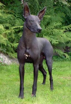 @PaitynArt Certain sighthounds and xolos look like such witchy dogs to me. I even have a witchy sighthound OC.