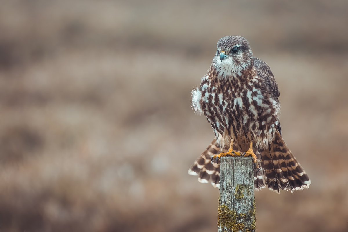 @BirdPhotography tweet media
