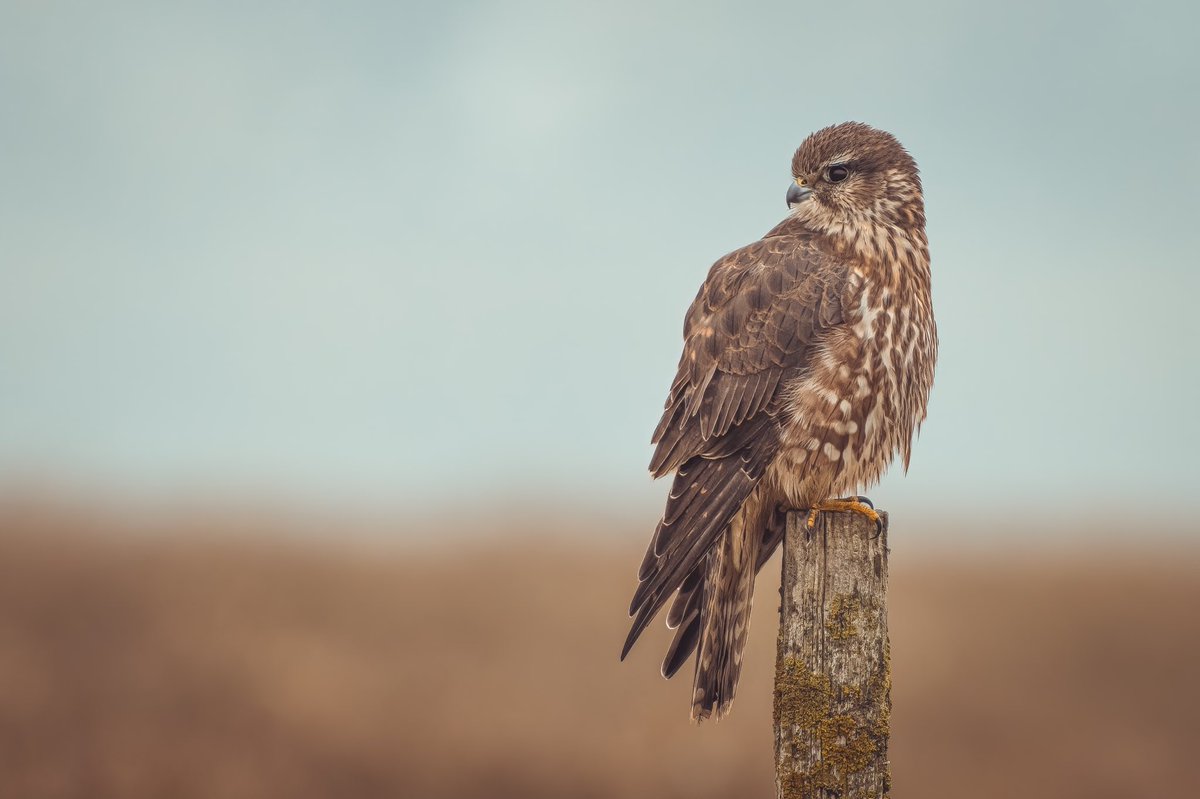 @BirdPhotography tweet media