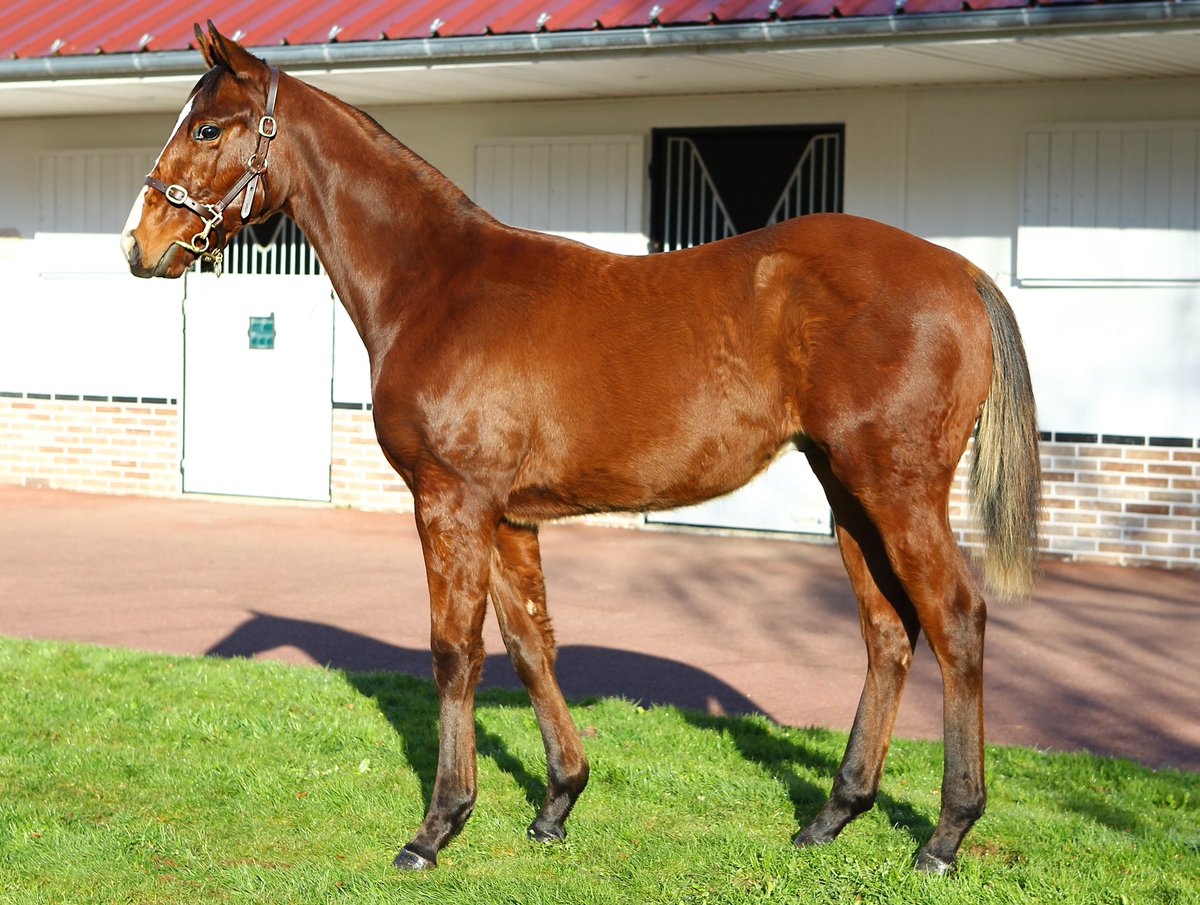 Haras De La Mercerie tweet media