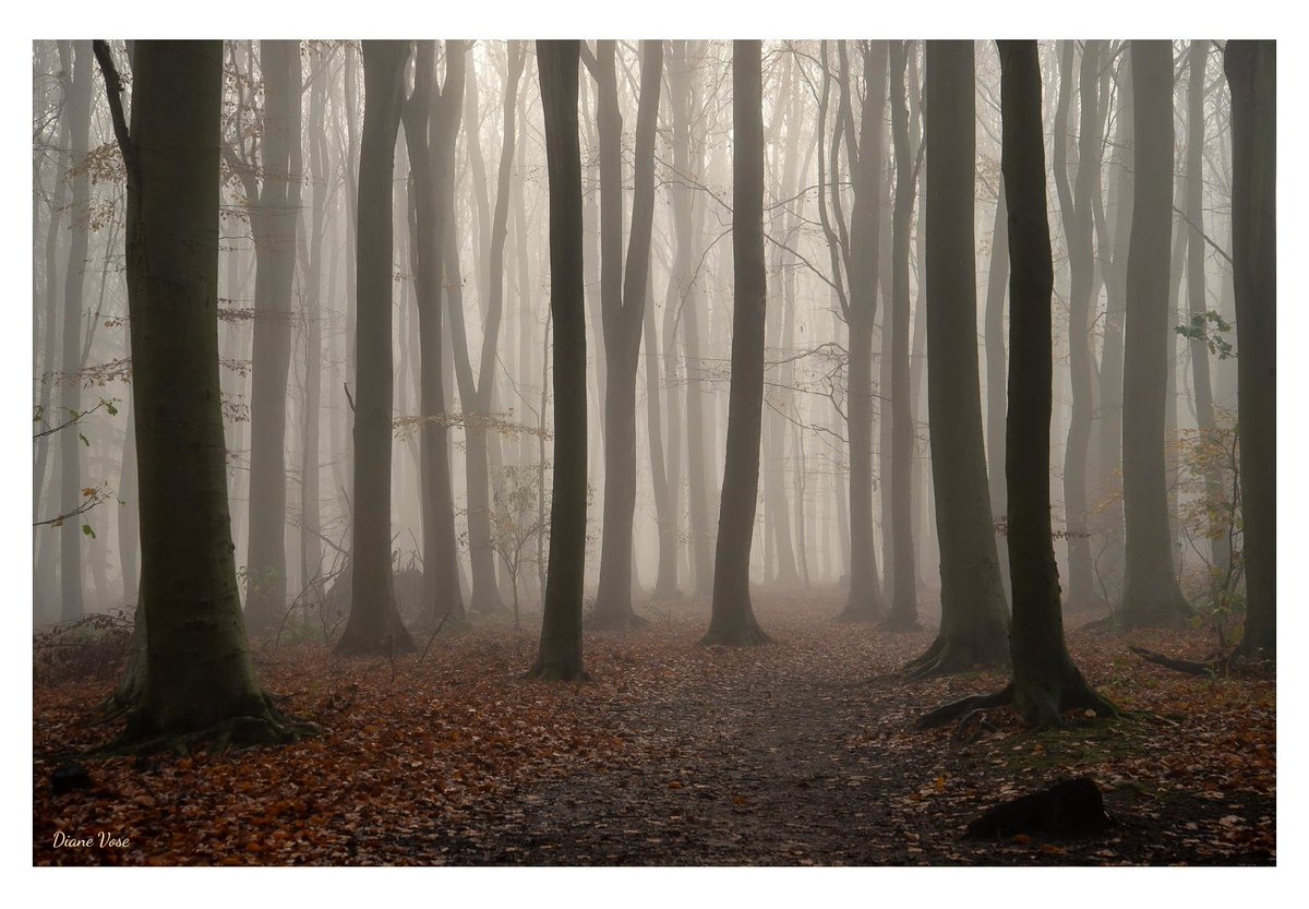 There's beauty all around us ✨

#WexMondays #Sharemondays2020 #fsprintmonday 
#woodland