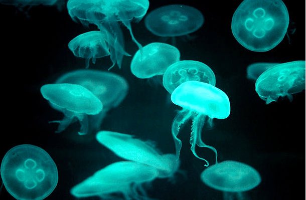 cute jellyfish thread because i love them!!!! it’s safe! /srs