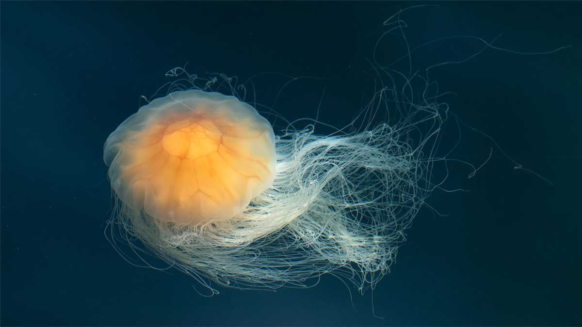 cute jellyfish thread because i love them!!!! it’s safe! /srs