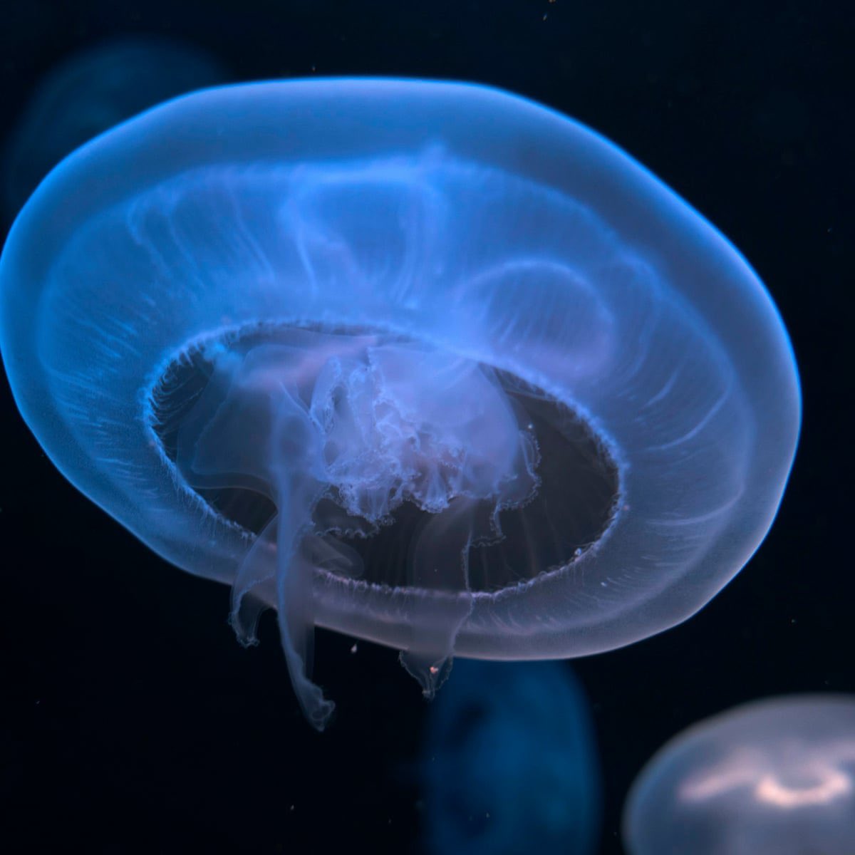 cute jellyfish thread because i love them!!!! it’s safe! /srs