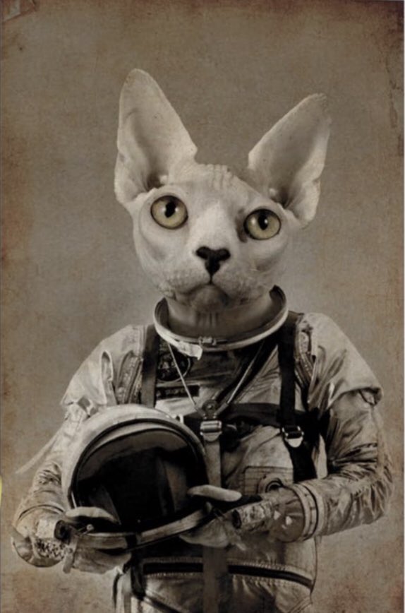 Our twins share a room and one likes space and the other likes cats so my husband is sending me a bunch of cat astronaut posters, which is a whole genre apparently