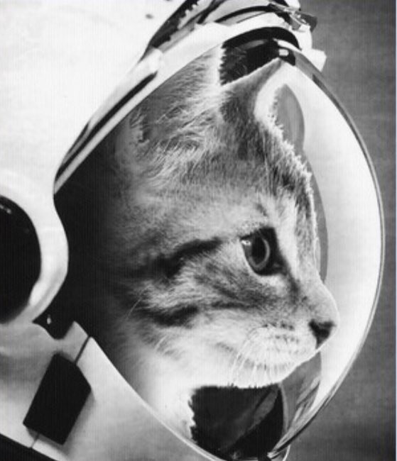Our twins share a room and one likes space and the other likes cats so my husband is sending me a bunch of cat astronaut posters, which is a whole genre apparently