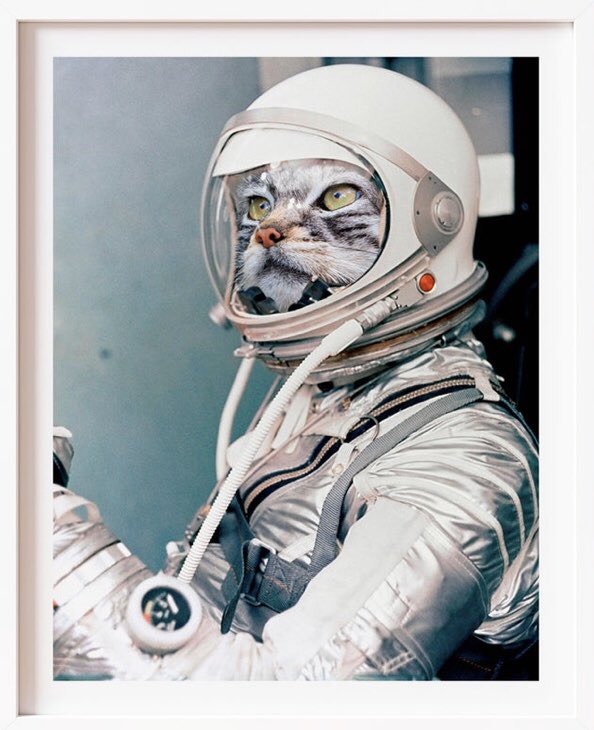 Our twins share a room and one likes space and the other likes cats so my husband is sending me a bunch of cat astronaut posters, which is a whole genre apparently