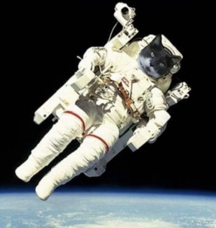 Our twins share a room and one likes space and the other likes cats so my husband is sending me a bunch of cat astronaut posters, which is a whole genre apparently