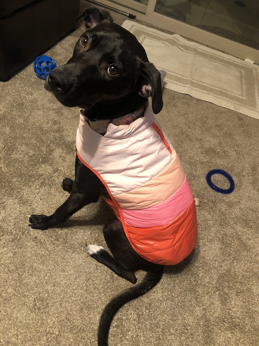 CourtneyNCoombs's tweet photo. @JeffreeStar @CashApp Hiii❤️❤️❤️ My girl Marlee has had so many health problems these last few months and I’ve been unemployed since March so it’s been pretty hard. She’s now diagnosed with discospondylitis and I could really use some help with her vet bills💗💗 https://t.co/I7OLVNTVHx