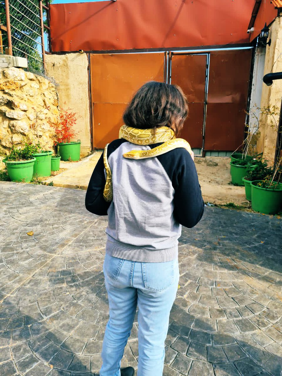 AidaAlhindi's tweet photo. #baalbeck #funday #yellowsnake https://t.co/0o64vsKNgk