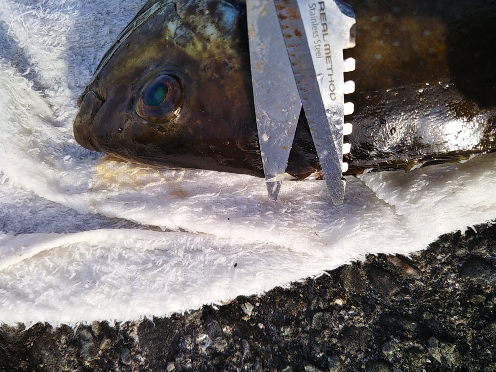 Fein これね アイゴ必殺 頭部の隠し毒針 隠れているのですよマジで えぐるようにしてペンチでぶち抜きます 刺されたらシャレにならないからさ T Co Zw4ntxelwy Twitter