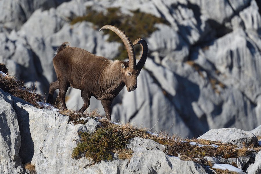 GreenValais ♠ tweet media