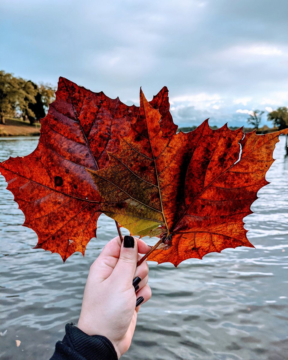 TrikkiNikkiii's tweet photo. These leaves were bigger than by head, which is pretty big btw. 🤣🍁
.
.
.
.
#oldhickorylake #hendersonvilletn #lakedays #lakelife #lakephotography #leaves🍁 #fallvibes #fallnature #fallphotography #fallleaves #tennessee #fallintennessee #NaturePhotography
#naturelovers https://t.co/Onf7xXxOTT