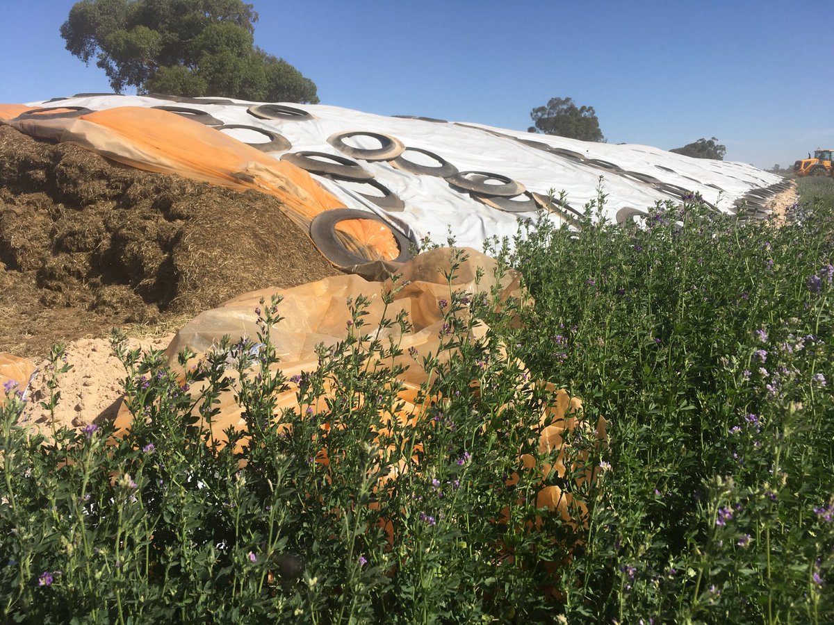 James Challis tweet media