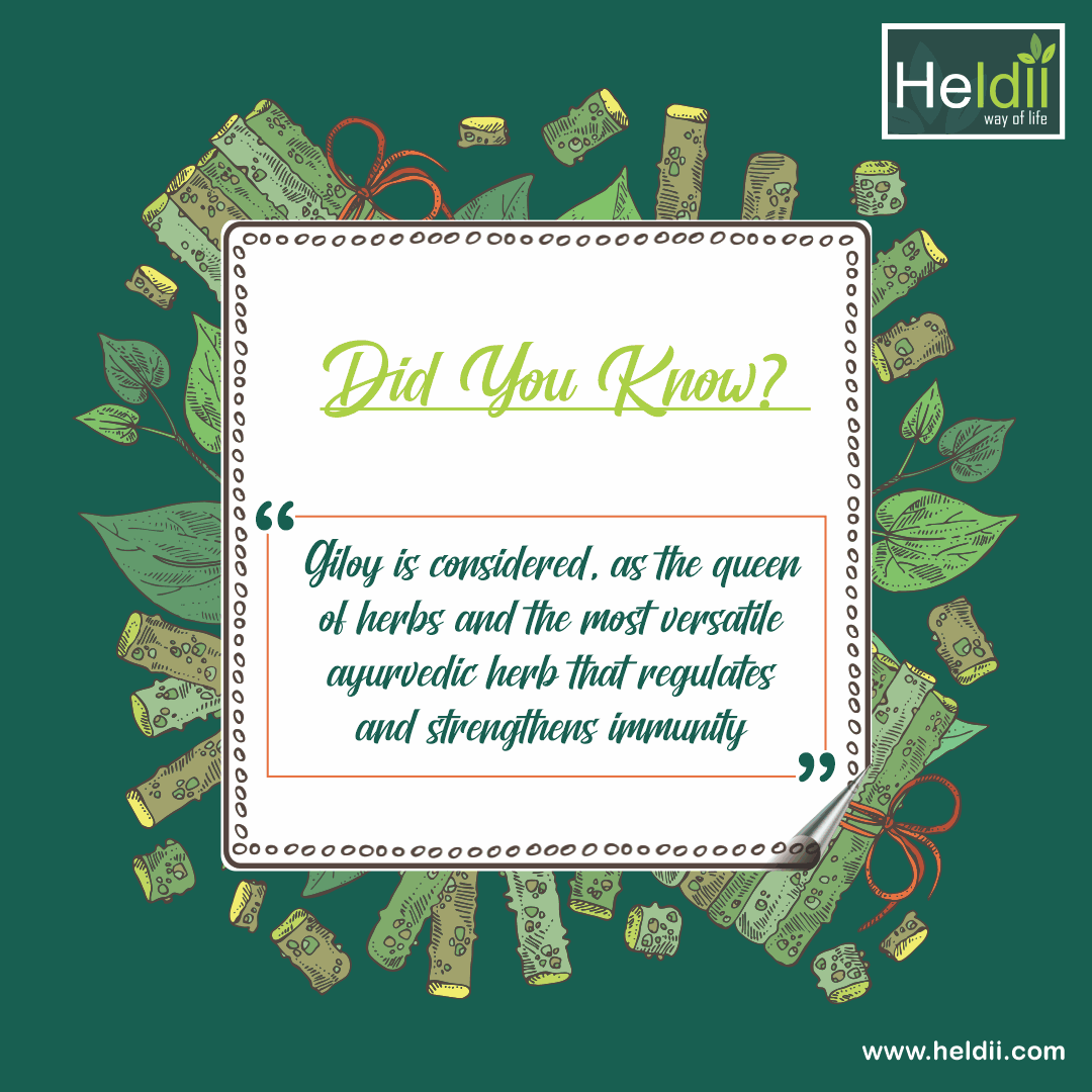 Heldii01's tweet photo. "Giloy is an Ayurvedic herb that has been used and advocated in Indian medicine for ages”

Stay happy and healthy with Heldii! https://t.co/YVrGGEtrOT  
.
.
.
#Giloy #immunity #heldii #herbal #heldiiproducts #healthy #healthcare #health #ayurvedaeveryday #ayurveda #ayurvedalife https://t.co/D4XxP4IAfH