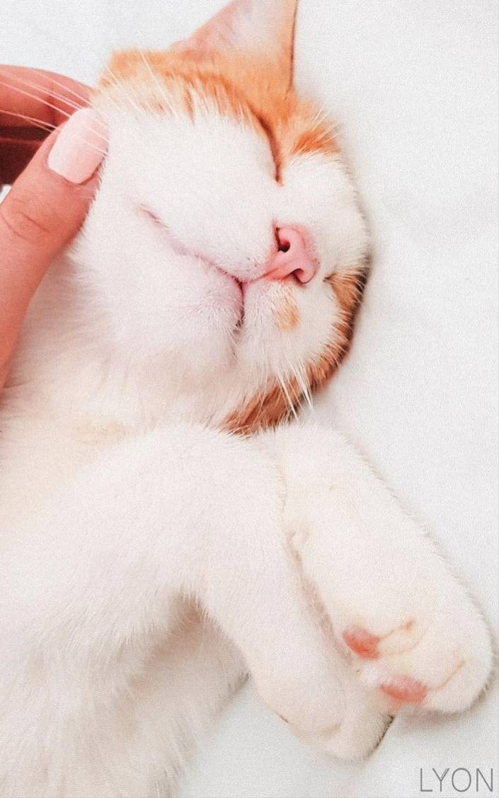 PureLyon's tweet image. Mornings getting darker and early wake up seems like something unreal 🙄
But we have a solution 😉
Tap here to know some tips about early wake-ups 👉ow.ly/myWm30rmcwT

#mondaymorning #earlywakeup☀️