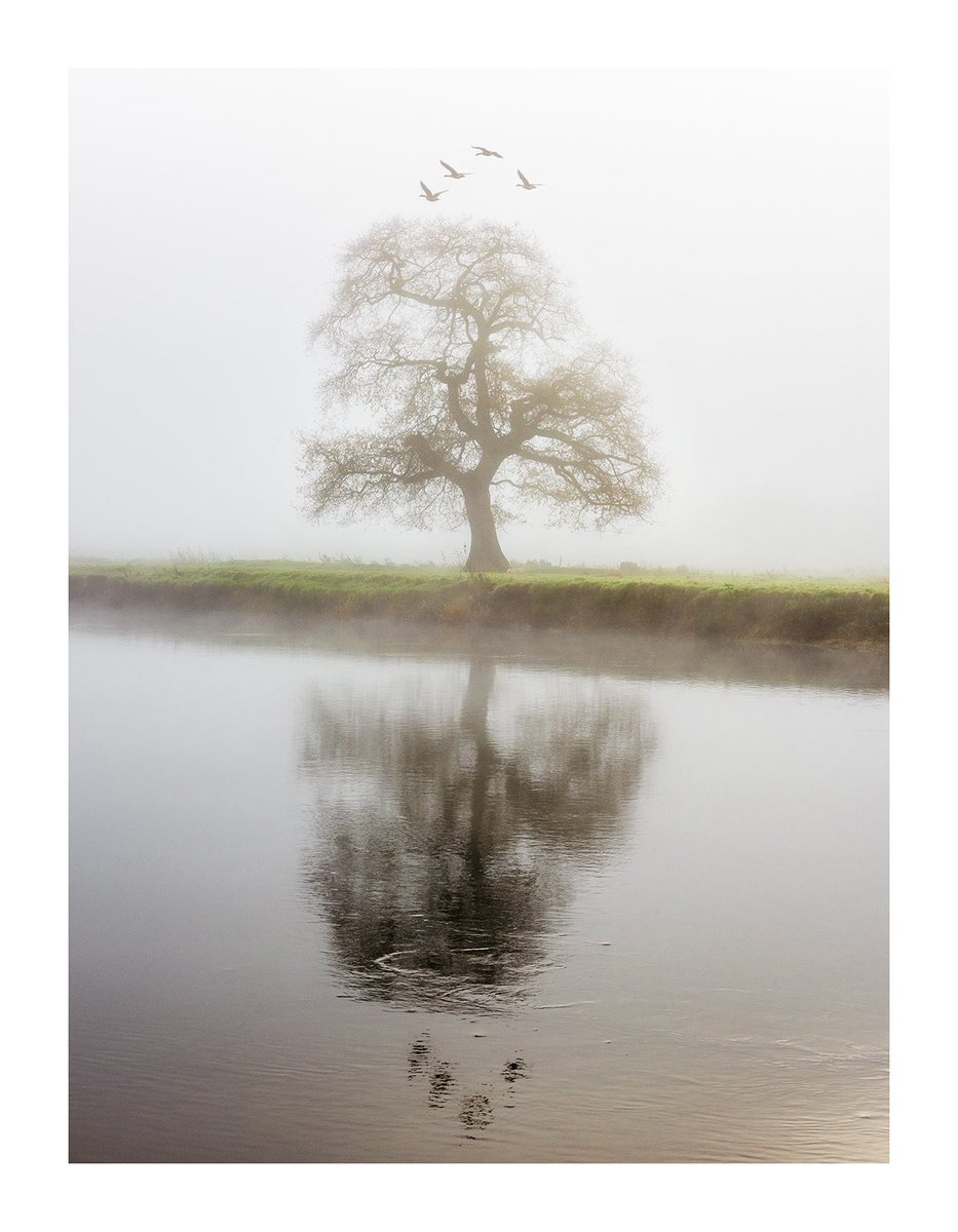 Geese in the fog on the River Towy
#wexmondays
#Sharemondays2020 
#fsprintmonday