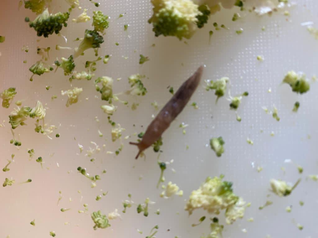Jack_McDo's tweet photo. @woolworths Bought a Broccoli from your store in Coogee today - only to find a living slug slide out of it when making dinner. We are horrified in seeing that people have died from eating slugs &amp; this could have ended much worse. We want answers and how you can resolve this. https://t.co/xx3AqQmHXk