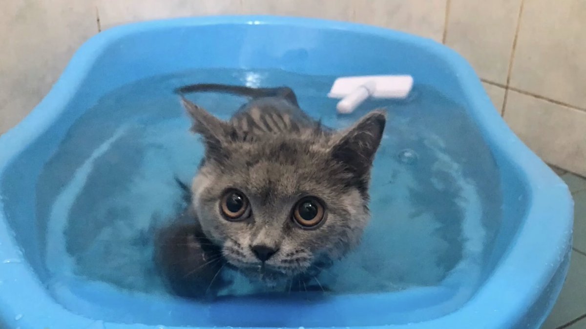 FamilyRexD's tweet photo. Rex kucing suka berenang. Video sini https://t.co/VLFzEGtOVA #kucingmandi #kucingberenang #catswim https://t.co/FI1rl1vWgr