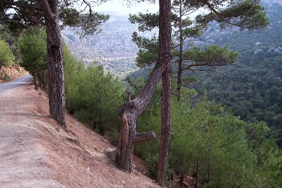 OGMgovtr's tweet photo. İki ayrı kökten çıkan Kızılçam ağaçları tek bir gövdede birleşmişler.

#YeşilVatan mucizelerle dolu.💚 

#VatanSevgisiNedir #pazartesi https://t.co/Z9Hg7eUnek
