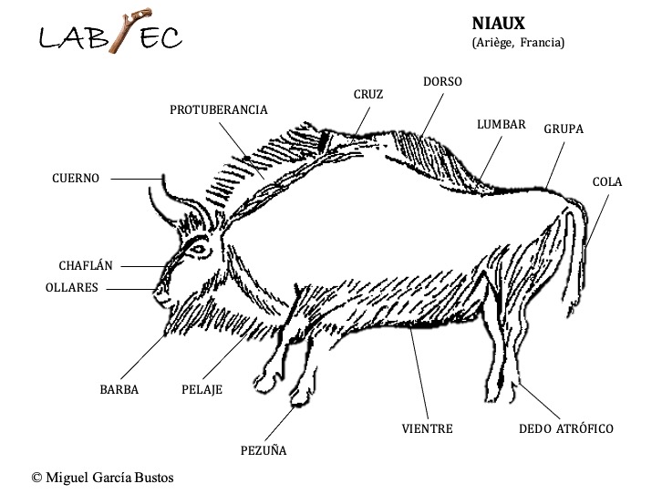 El bisonte se puede confundir con otro tipo de bóvidos como el uro  o el buey almizclero, pero tiene ciertos rasgos anatómicos característicos que permiten distinguirlo, como la falta de proporción entre el tren delantero y el trasero, así como la presencia de giba y barba 