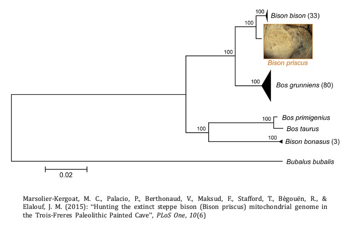 Estudios recientes han permitido descifrar el primer genoma mitocondrial completo  del Bison priscus mediante los restos hallados en la cueva de Les Trois-Frères y comprobar, asimismo, que el Bison bonasus es una hibridación entre el Bison priscus y el Bos primigenius