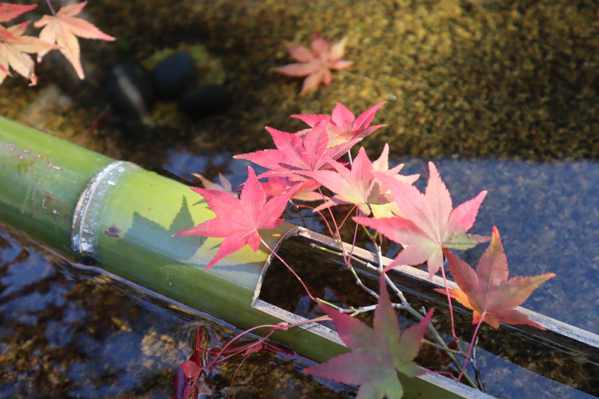luckyoukyoto's tweet photo. 11月ももう終わり。いろいろあった一年も後1ヶ月ですねえ。写真は本日の圓光寺。もう晩秋です　#京都　#紅葉　#kyoto #redleaves #enkojitemple https://t.co/qN0EoP4J5r