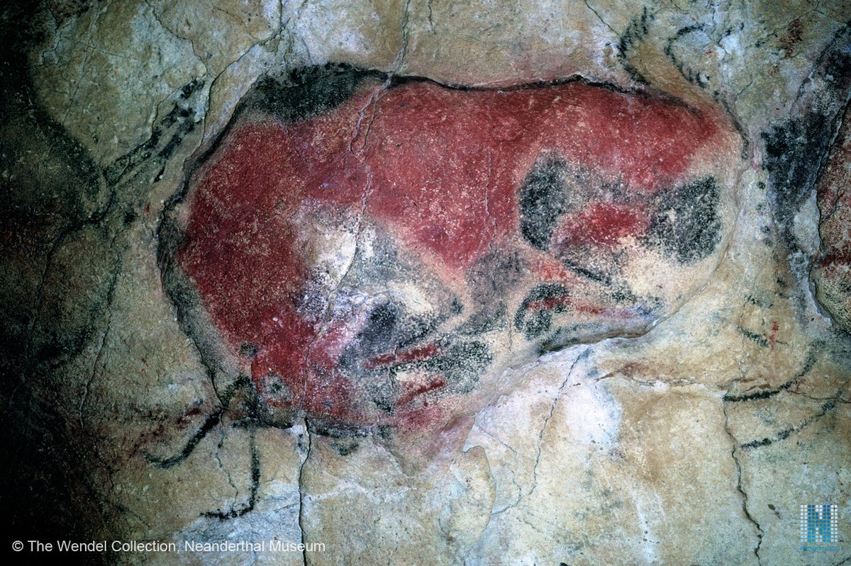 No olvidemos el papel de Altamira , lugar donde por primera vez se identificó este animal en el repertorio iconográfico parietal . Son especiales  por su policromía, amplio número de detalles, el uso del relieve y su representación utilizando la perspectiva «por reserva»