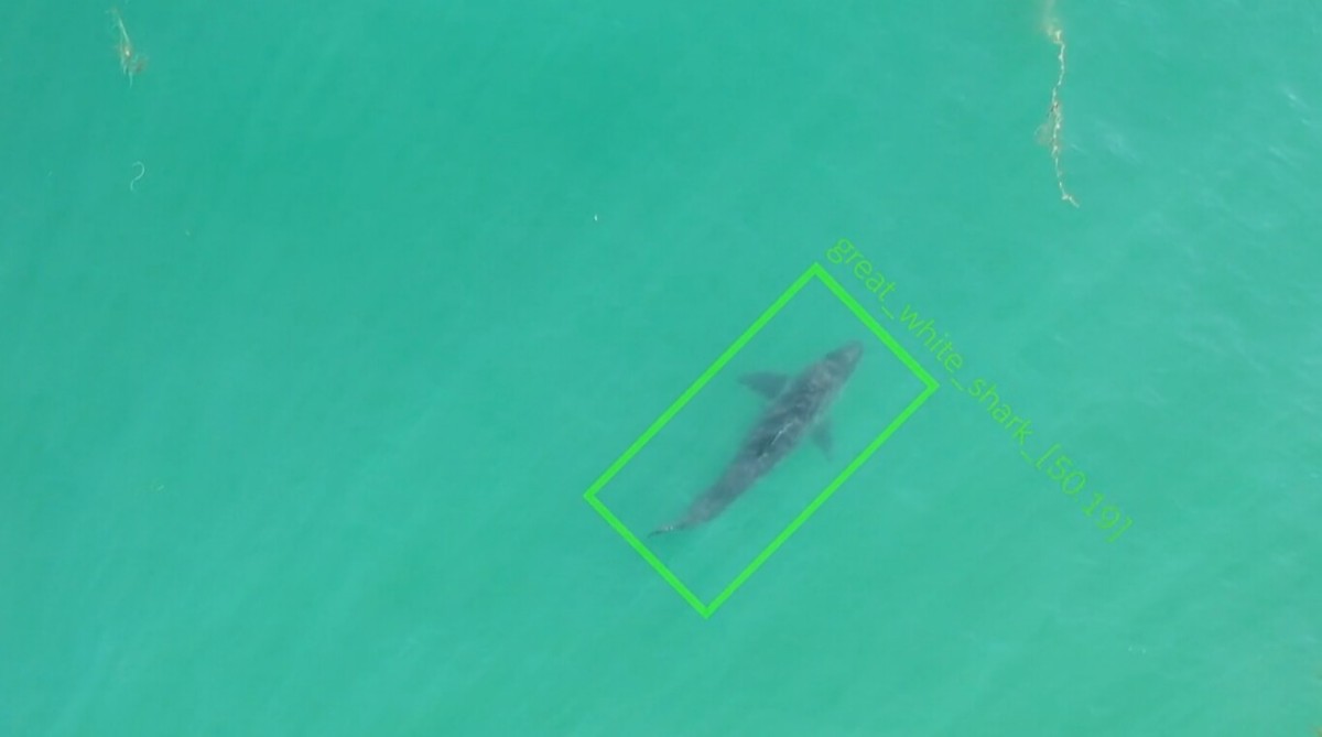 rodriguezhernan's tweet photo. Estos #drones para detectar #tiburones cuando se acercan a la playa envían avisos en tiempo real para tranquilizar a los bañistas.
El sistema de detección de #SharkEye es capaz de detectar tiburones blancos con una eficiencia del 95%.
https://t.co/pUDLMGGQBl https://t.co/axobdx9bWG