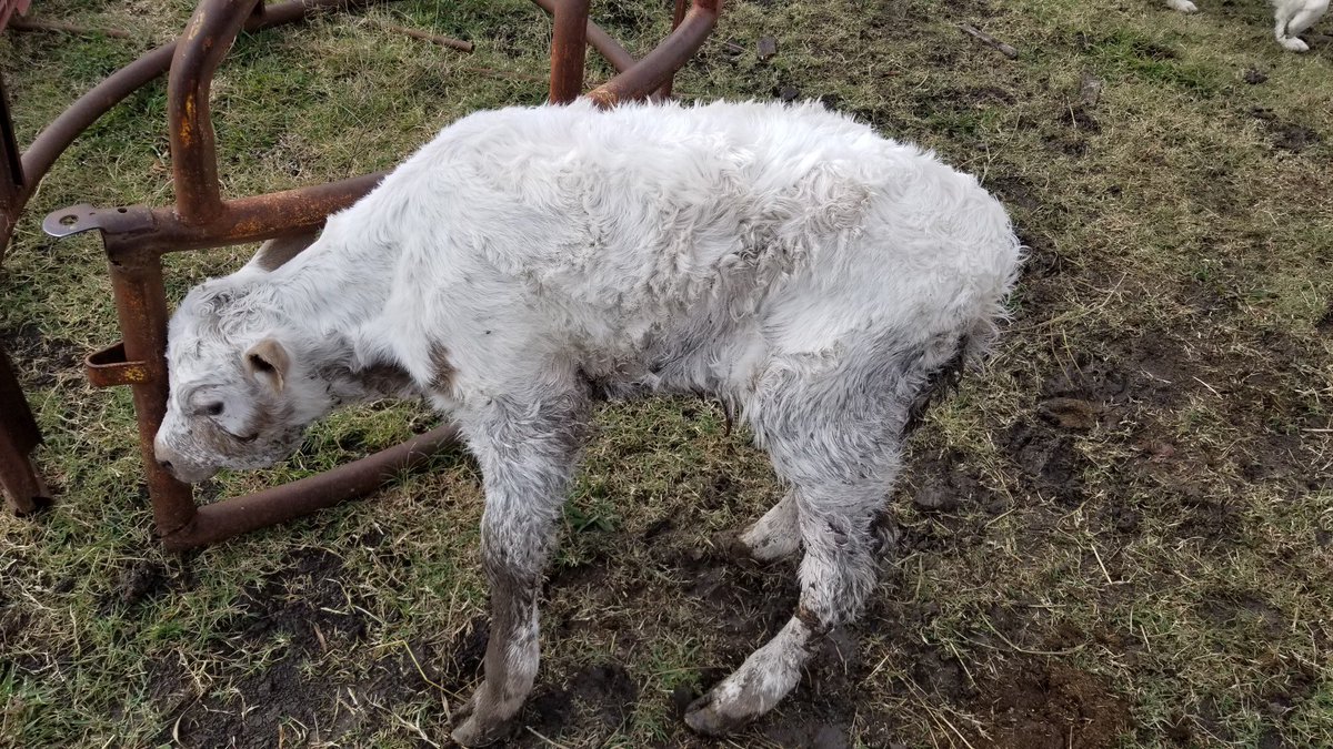 RanchFoundation's tweet photo. Meet Arthur a #BritishWhite #bull #calf who is less than 2 hours old who was #abandoned   The #team from @Twisted_R_Ranch answered our call for help for this little #life. Tonight Arthur is #safe in a heated #barn under the #loving care of the staff at the Twisted R #ranch. https://t.co/M1PQwgMIyH