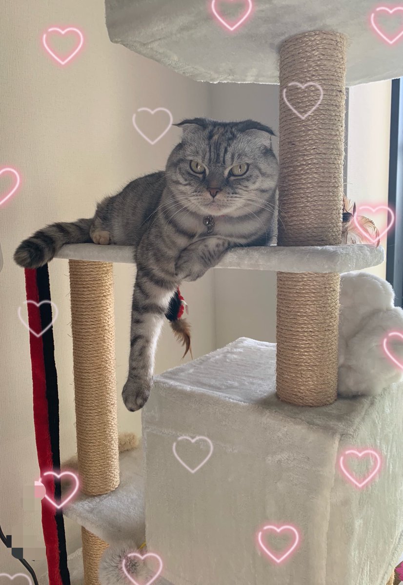 microakino's tweet photo. 🌳陽射しが気持ちいいお昼💚 天使のまなざしanon👼 CATタワーの位置をchangeしたら久々に乗った💕 古くなったから新しいCATタワー注文中❤️ 11月も終わりだっ！#CATタワー
#スコティッシュフォールド女の子 #猫のまなざし #猫好き #感染対策続く #人混み避ける https://t.co/mko67qMqLT