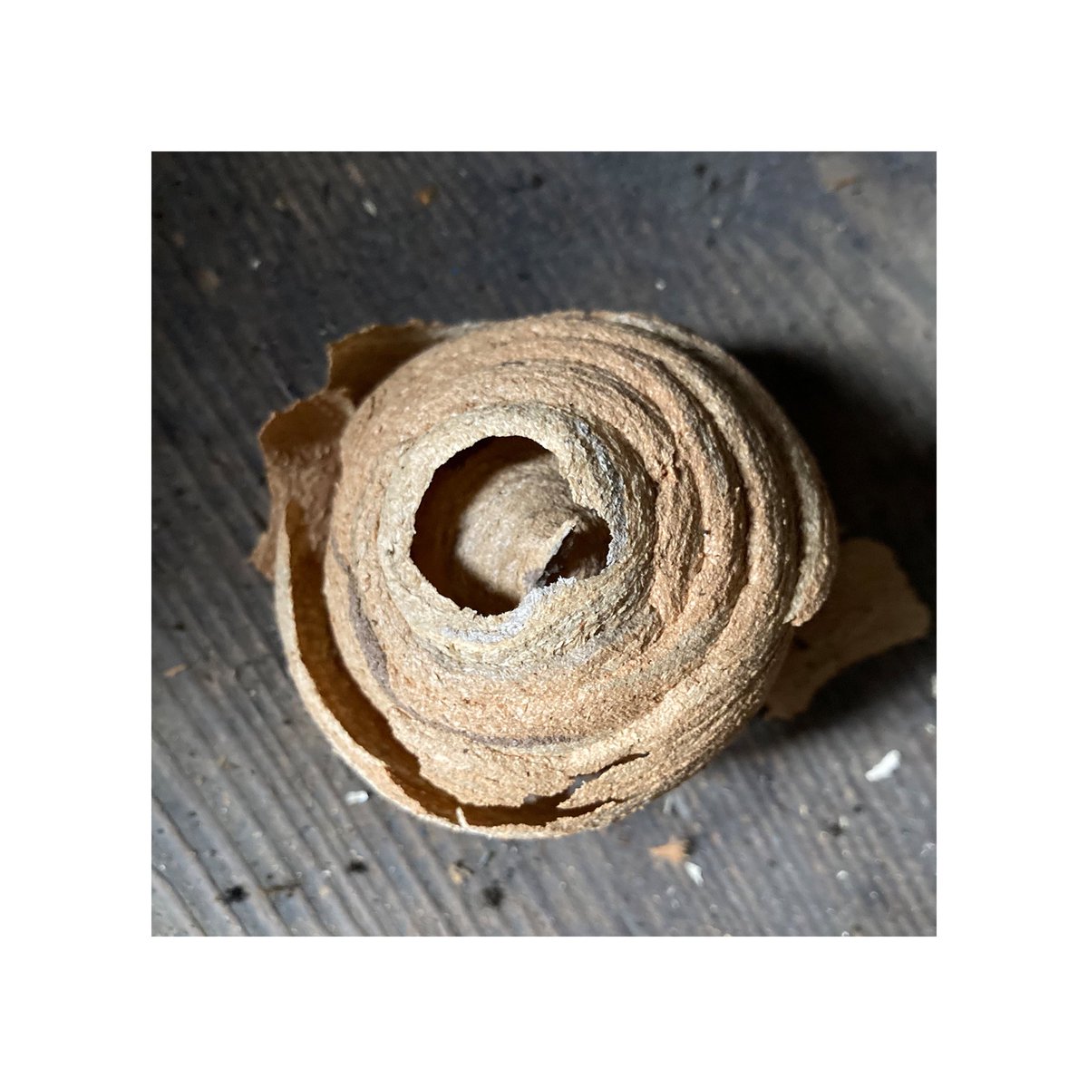 policeboxproj's tweet photo. The police box is buzzing! Found an old unoccupied wasps nest when removing the sodden fibreboard from the roof. Imagine if the police box was turned into a bug hotel promoting biodiversity #policeboxproject #biodiversityloss https://t.co/CIZKEwDiaS