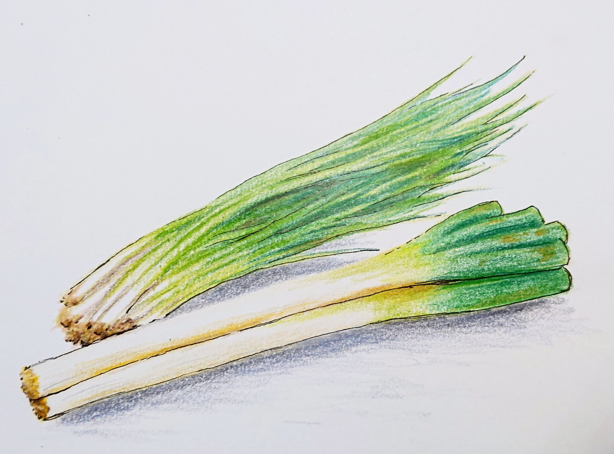 تويتر 雨色 على تويتر 練習に描いた野菜達です 色鉛筆画 デッサン イラスト 野菜 絵 T Co G6zzuieuh1