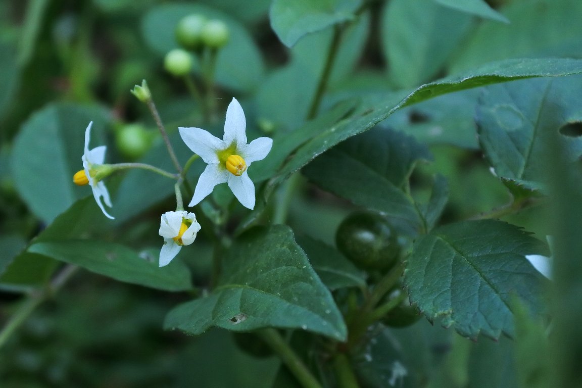 犬酸漿 Twitter Search