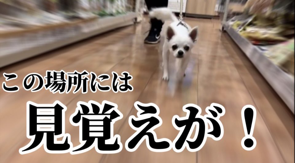 くーちゃんねる