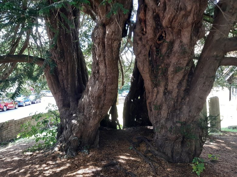 HHMU_Banksia's tweet photo. #IAmYew &amp; #YewAreMe 
#All are #OneGreatFamilyTREE 
#AllMereDropletsOfOneSea 
#OneGreatOcean of #Tranquility 

#IDWP 

#MoreTreesPlease 

@mikecoulson48 @DuncanHarkis @HemantWagh1984 
@Zoompad @lynnpotter11 @H46688622Hawk  
#CanYewC #Ganesh? https://t.co/CEZ8REUH6B